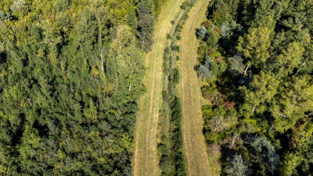 istock Aerial view of the forest 1352937593