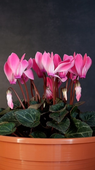 House plant in flower pot with pink flowers against dark background