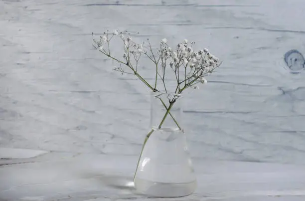 Photo of gypsophila flower in a vase on a concrete background