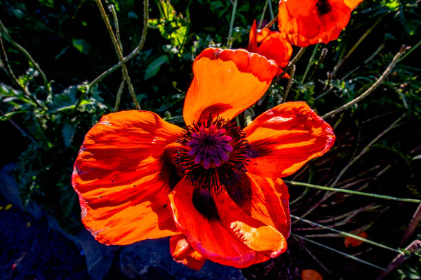 close up of Papoula vermelha red