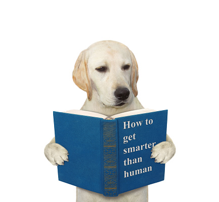 A dog labrador reads a blue book called How to get smarter than human. White background. Isolated.