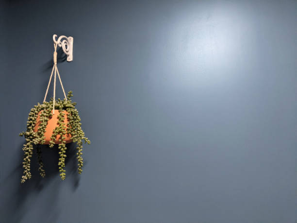istock Hanging planter on a blue background wall. Home decorative plants 1352941732