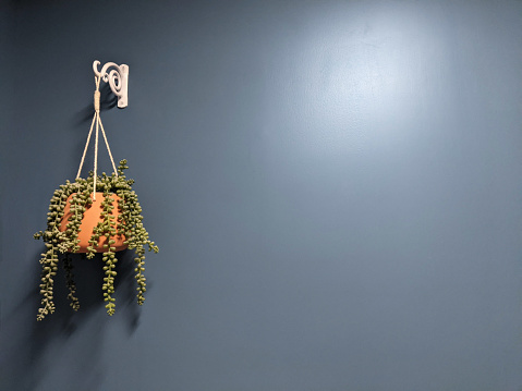 Hanging planter on a blue background wall. Home decorative plants
