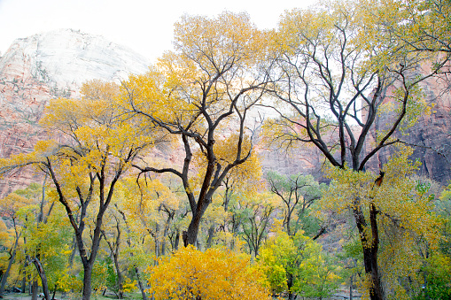 Fall colors have arrived to Zion National Park in fall of 2021