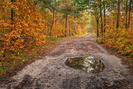 Sandy path in a Dutch forest with autumn colours. It has recently rained and in the foreground is a large puddle of water reflecting the trees.
