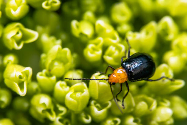 The flea beetle stock photo