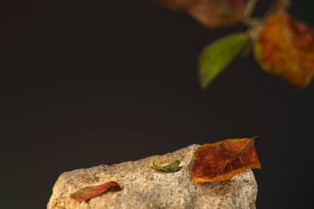 Stone with apple leaves as a podium for cosmetics presentation. Autumn perfumery. Luxury product advertising mockup. Cosmetic concept composition. Wooden scent perfume natural products presentation