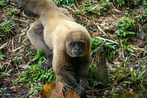 Golden monkey in the sun