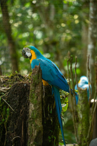 istock Blue and gold macaw, Amazon Region, Ecuador 1352945918