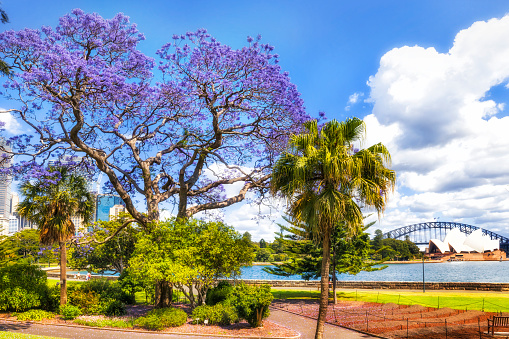 Green spring time public park on shores of Sydney Harbour in city of Sydney with blossoming Jacaranda tree against blue sky.