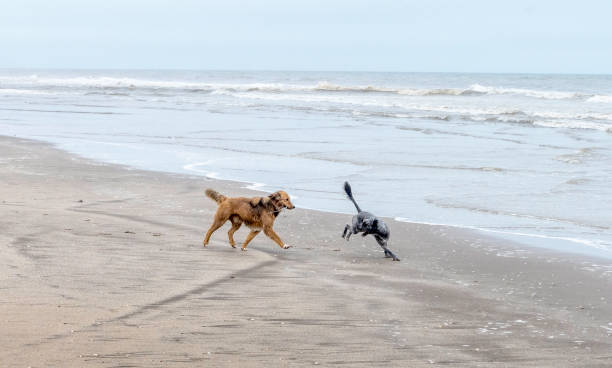 istock two dogs play in the beach with a tree branch 1352946746