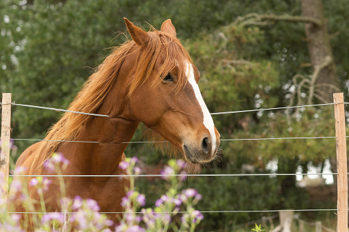 criollo horse with brown coat behind wire fence