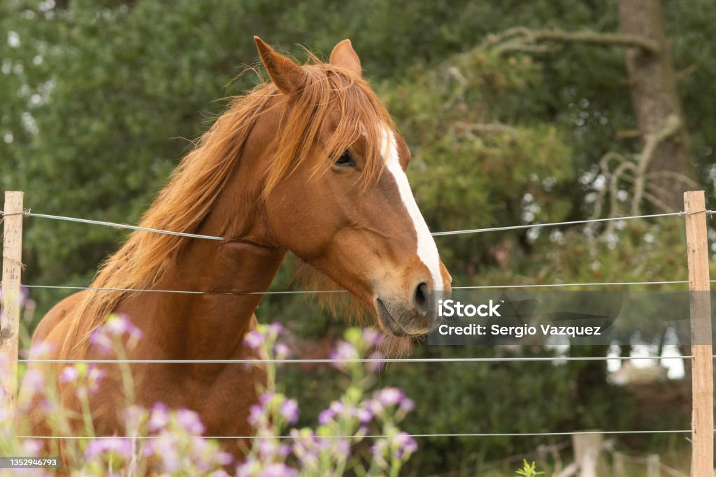 criollo horse with brown coat behind wire fence Criollo Horse Stock Photo