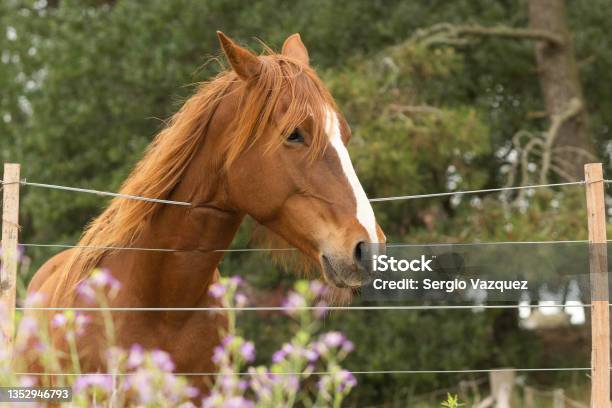 Criollo Horse With Brown Coat Behind Wire Fence Stock Photo - Download Image Now - Criollo Horse, Horse, Behind
