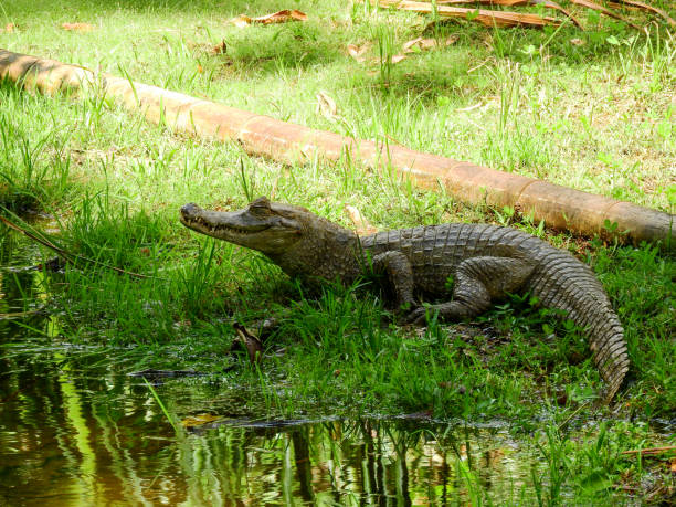 um jacaré às margens de uma lagoa, amazônia, equador - caimão - fotografias e filmes do acervo