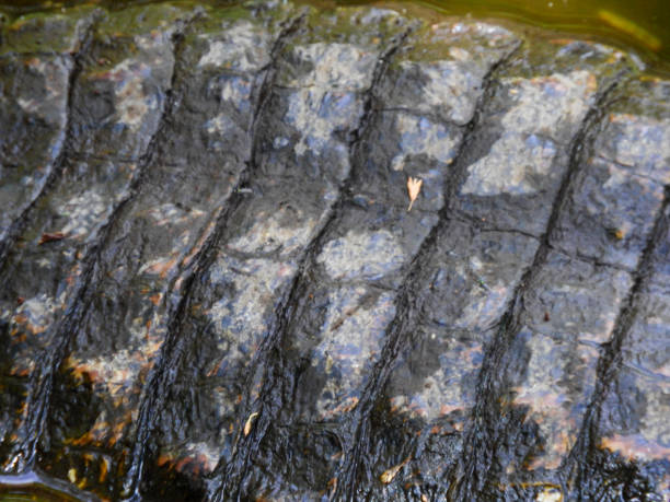 istock A caiman on the banks of a lagoon, Amazonia, Ecuador 1352948982