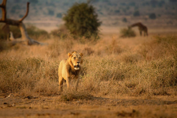 lew - panthera leo król zwierząt. lew - największy afrykański kot w parku narodowym amboseli w kenii w afryce, spacer po sawannie wokół żyraf podczas wschodu słońca, myśliwy myśliwski. - south african giraffe zdjęcia i obrazy z banku zdjęć