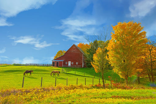 Old Barn with Horses and fall colors-Near Traverse City, Michigan