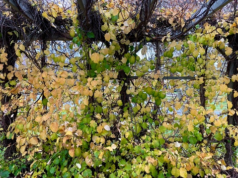 Green leaves of the climbing hydrangea (Hydrangea petiolaris) turn golden yellow in autumn before fading and falling away from the vine.