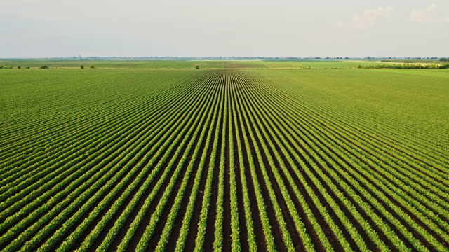 Soybean field, an amazing aerial shot of soybean crop agricultural landscape at farm field