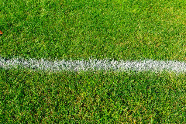 Soccer field white line painted on green grass