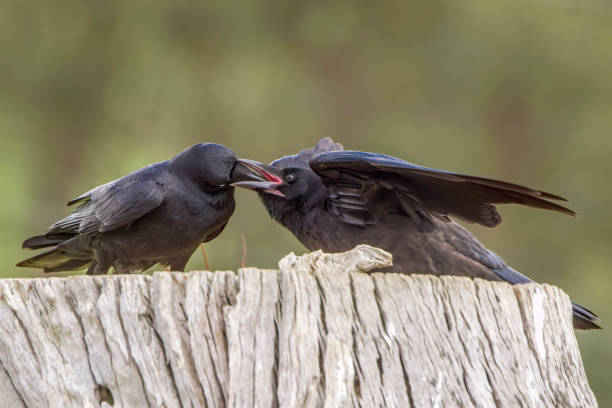 istock Mother Raven feeding her baby (Corvus coronoides) 1352960213