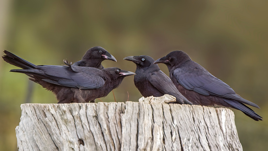 Juvenile Australian Black Ravens with their mother