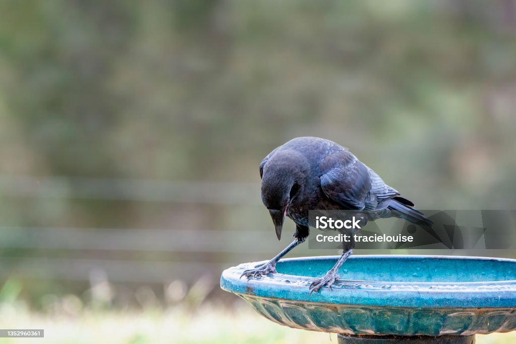 Baby Raven (Corvus coronoides) Juvenile raven perched on a bird bath looking at it’s feet Crow - Bird Stock Photo