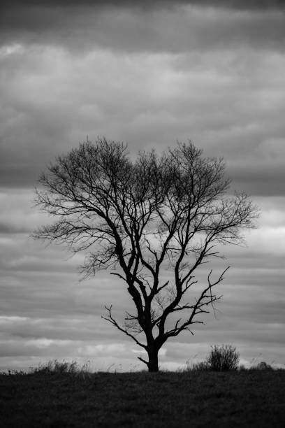 istock Lone, bare tree in a Wisconsin field in late October 1352961217