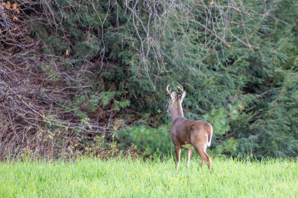 istock White-tailed deer (odocoileus virginianus) standing in a Wisconsin field next to pine trees 1352961235