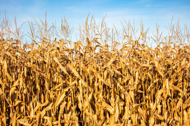 A single ear of corn emerges from its husk on a tall stalk, with golden kernels glistening in the sun. The blurred background of a cornfield adds depth and highlights the natural farming landscape.