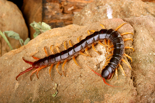 Pest control: dirty millipede on white background