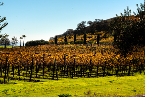 Spectacular fall colors in the  vineyards of Napa County.  Vines in bright orange, red and yellows.