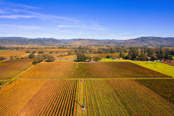 widok z lotu ptaka na jesienne kolory w hrabstwie napa - vineyard sonoma valley napa valley california zdjęcia i obrazy z banku zdjęć