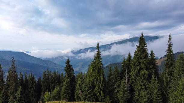 istock Forest in Mountain Landscape 1352962737