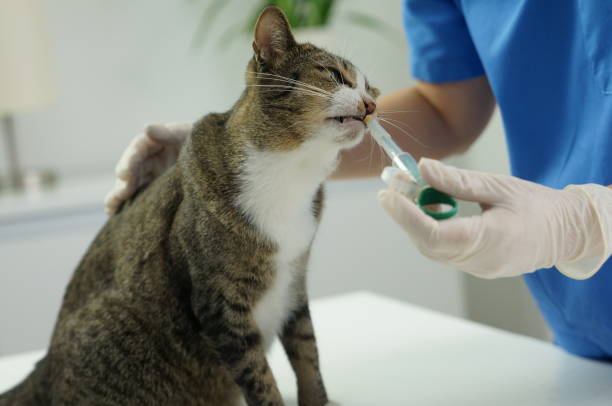 istock Cat on examination table of veterinarian clinic. 1352968270