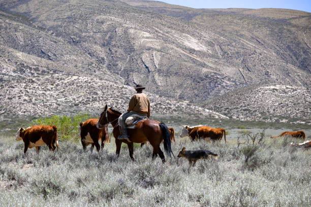 argentyński gaucho na koniu pasterski krowy ze swoim psem. - argentine culture zdjęcia i obrazy z banku zdjęć