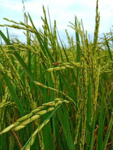 istock Oryza sativa, commonly known as Asian rice 1352970045