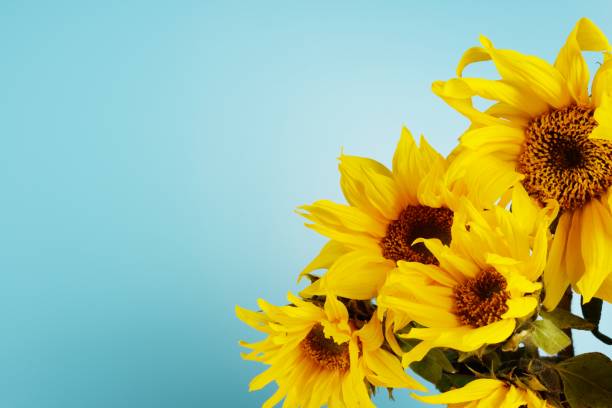 istock Beautiful sunflowers bouquet on a blue background. 1352970639