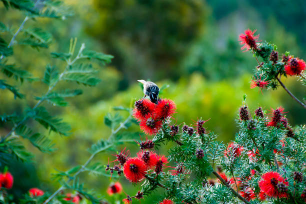 istock New Holland Honeyeater 1352971429