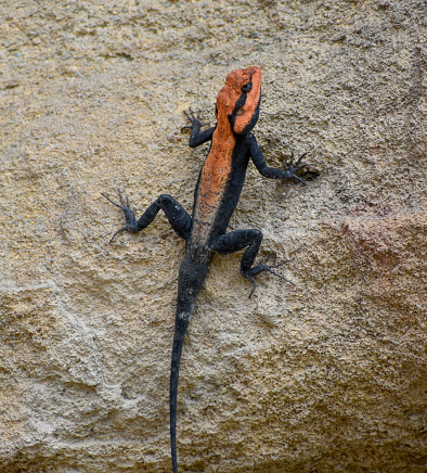 Capturing Peninsular rock agama or South Indian rock agama (Psammophilus dorsalis) lizard climbing on the wall.