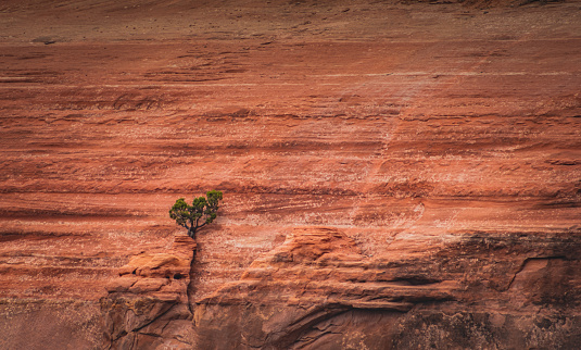 Tree Growing on the red rock wall at the Colorado Monument