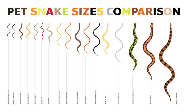 animal snake pet species sizes porównanie vector set - rat snake illustrations stock illustrations