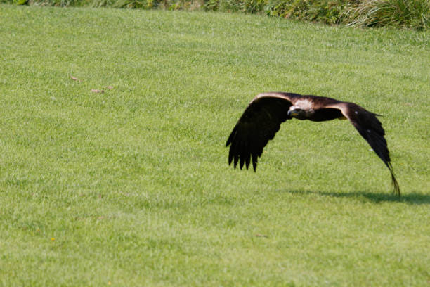 istock Golden eagle flying and landing on a small perch. Amazing in flight eagle photos 1352974431