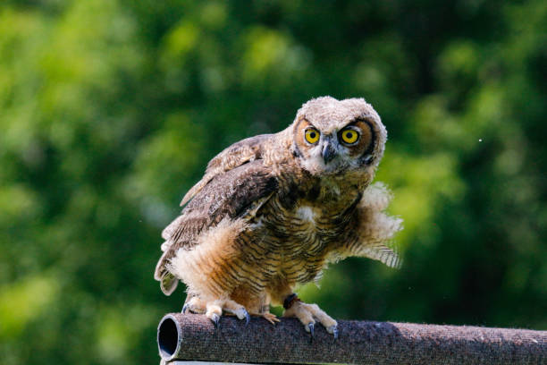 istock Baby great horned owl on a perch and flying 1352975014