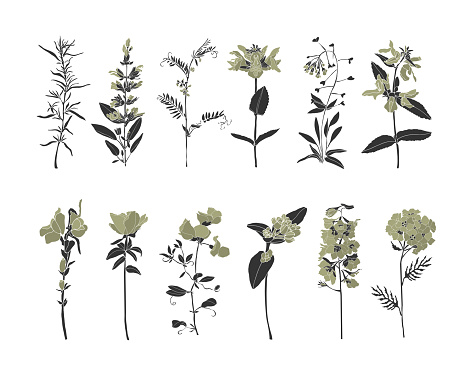 Vector set of wildflowers isolated on white background. Beautiful flowers with dark gray stems, twigs and olive-colored petals. Illustration of twelve rustic herbs.