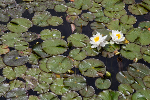 istock Natural background with dark green leaves and water 1352975257