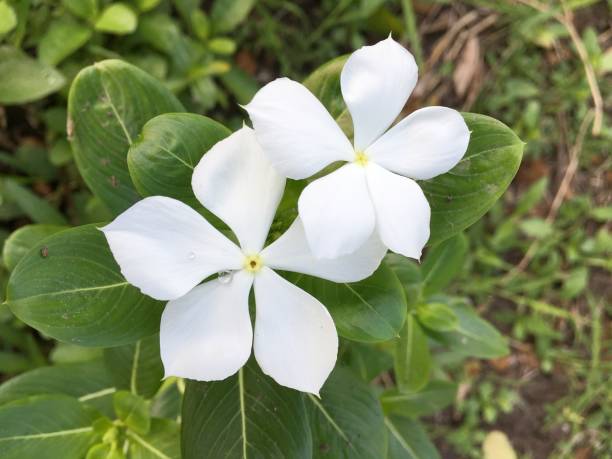 istock vinca flower in nature garden 1352977211