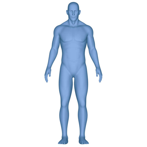 3D Illustration Concept of Human Muscle Body Anatomy