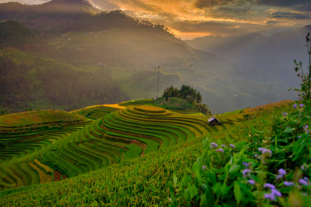 campo di riso terrazzato nella stagione del raccolto a mu cang chai, terrazza del riso durante il tramonto, regione nord-orientale del vietnam - burmese culture foto e immagini stock